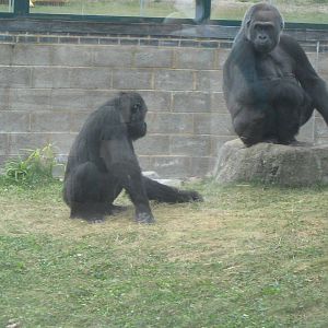 Matidi and 1 other gorilla 4.10.09