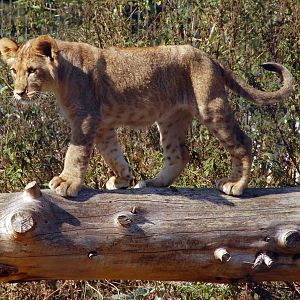 Cub at Linton Zoo