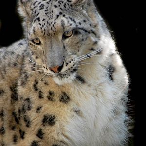 Snow leopard Linton Zoo
