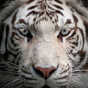 White tiger at Paradise Wildlife Park