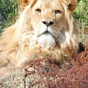 Lion at Linton Zoo