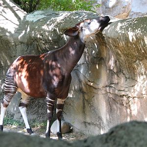 Okapi