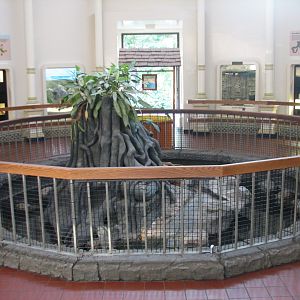 Reptile House - Alligator Exhibit