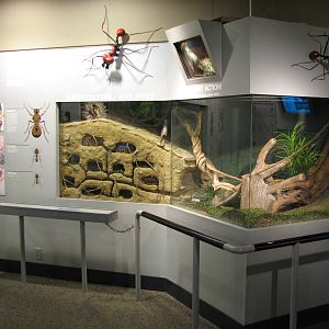 World of the Insect - Leafcutter Ant Exhibit