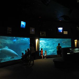 Manatee Springs - Manatee Exhibit