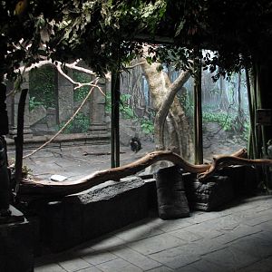 Jungle Trails - Lion Tailed Macaque Exhibit