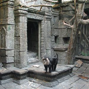 Jungle Trails - Lion Tailed Macaque Exhibit