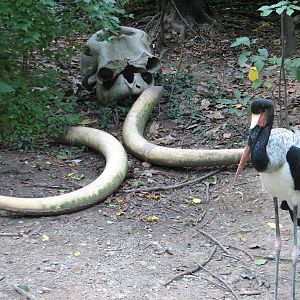 Jungle Trails - Saddle-Billed Stork