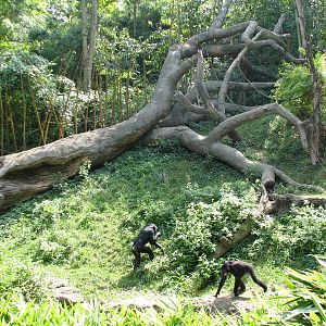 Jungle Trails - Bonobo Exhibit
