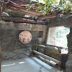 Jungle Trails - Bonobo Exhibit Viewing Shelter