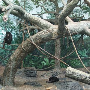 Jungle Trails - Bonobo Bedroom