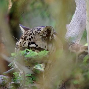 clouded leopard