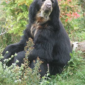 Spectacled bear; Chester Zoo; 2nd October 2009