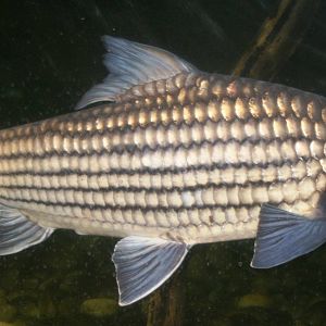 Probarbus jullieni; Chester Zoo; 2nd October 2009