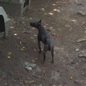 Mexican Hairless dog