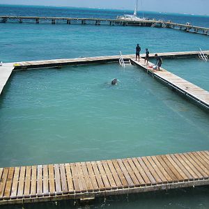 Dolphin in holding pen