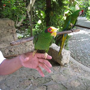 Yucatan parrot