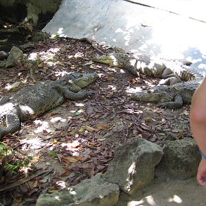 Walk-through Crocodile enclosure