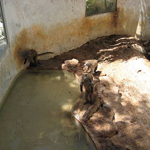Coati enclosure