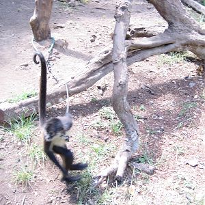 Spider monkey tied to tree