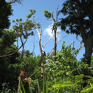 Spider Monkeys tied to the trees