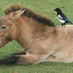 Przewalski's horse with magpie; Chester Zoo; 3rd October 2009