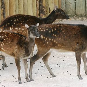 Prince Alfred's deer; Chester Zoo; 3rd October 2009