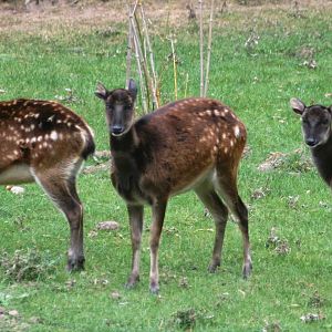 Prince Alfred's deer; Chester Zoo; 3rd October 2009