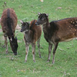 Prince Alfred's deer; Chester Zoo; 3rd October 2009