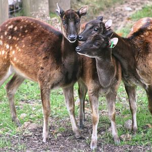 Prince Alfred's deer; Chester Zoo; 3rd October 2009
