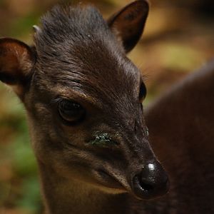 Blue duiker