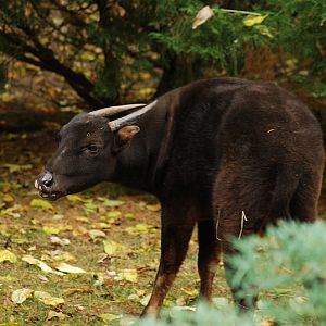 Mountain anoa