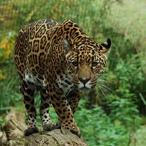 Jaguar Bess