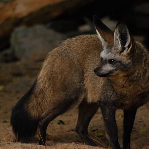 Bat-eared fox