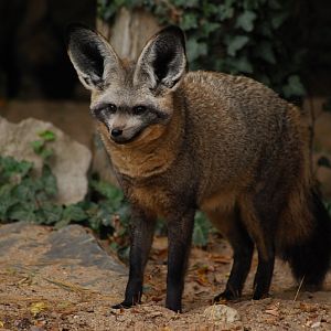 Bat-eared fox
