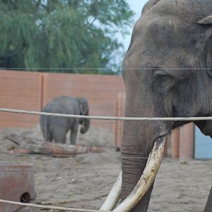 Chieng Mai with the two eleven year old females