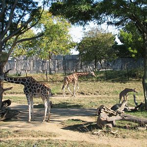 Plains - Giraffe Exhibit