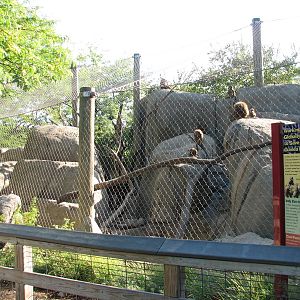 Plains - Guinea Baboon Exhibit