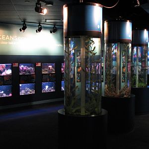 Oceans - Seahorse Exhibits