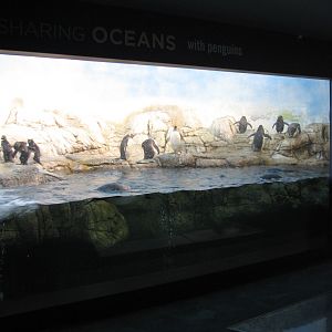 Oceans - Penguin Exhibit
