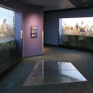 Oceans - Penguin Exhibit