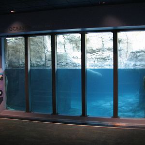 Oceans - Polar Bear Viewing Window