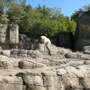 Oceans - Polar Bear Exhibit