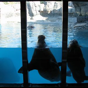Oceans - Walrus Exhibit
