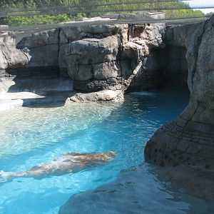 Oceans - Walrus Exhibit