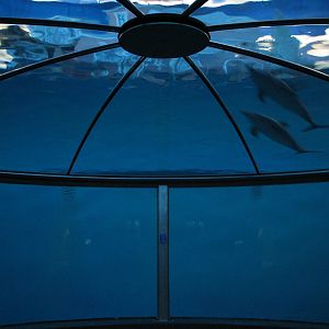 Oceans - Dolphin Dome
