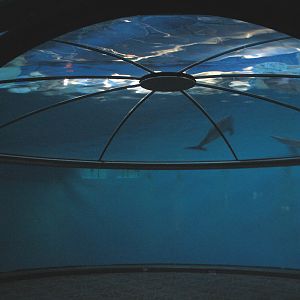 Oceans - Dolphin Dome
