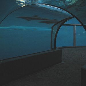 Oceans - Dolphin Dome