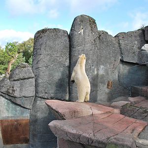 the polar bears were behaving strange this Sunday afternoon...