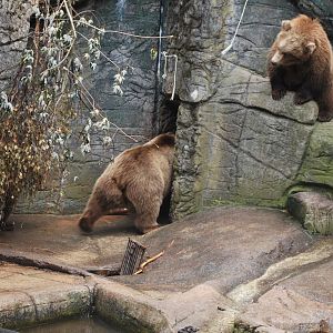 The brown bear family this Sunday...